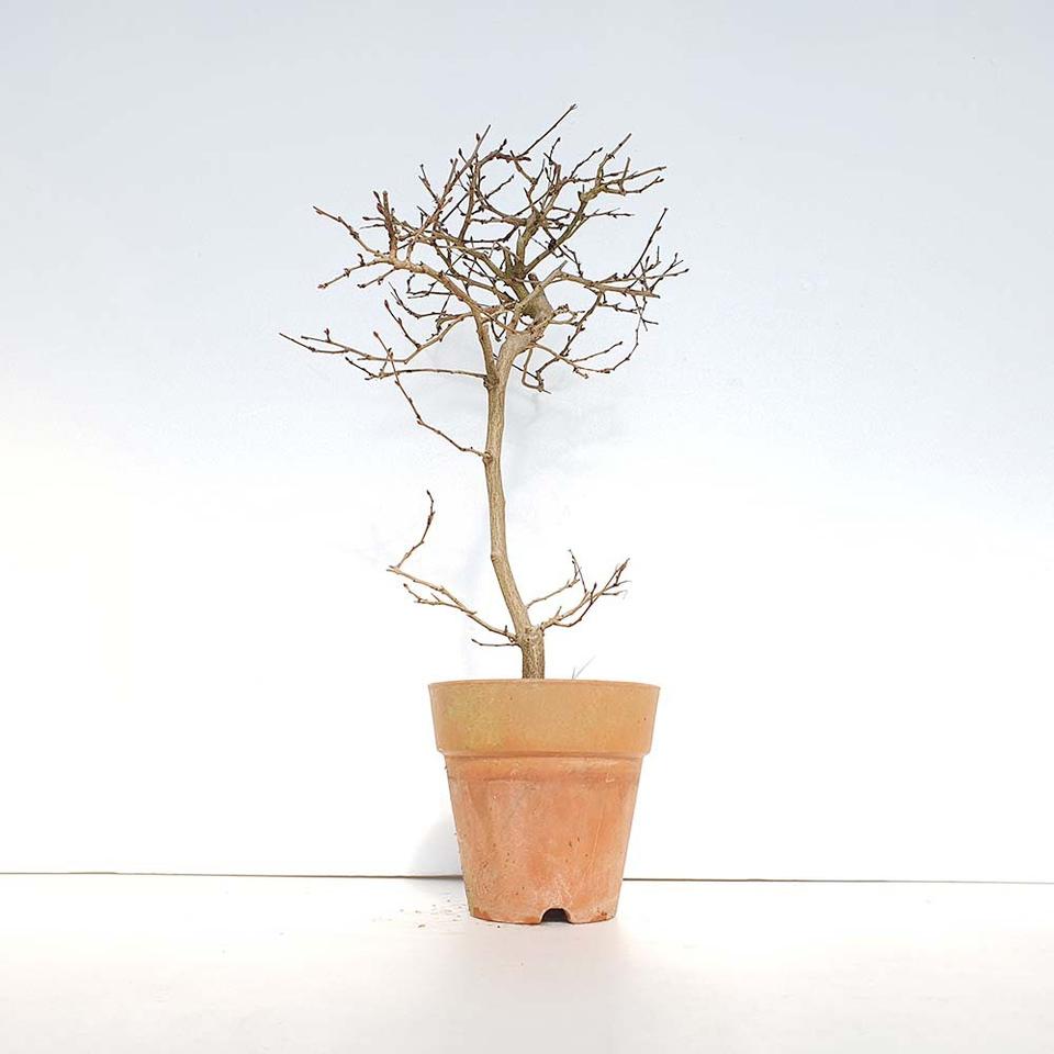 소사 나무 분재