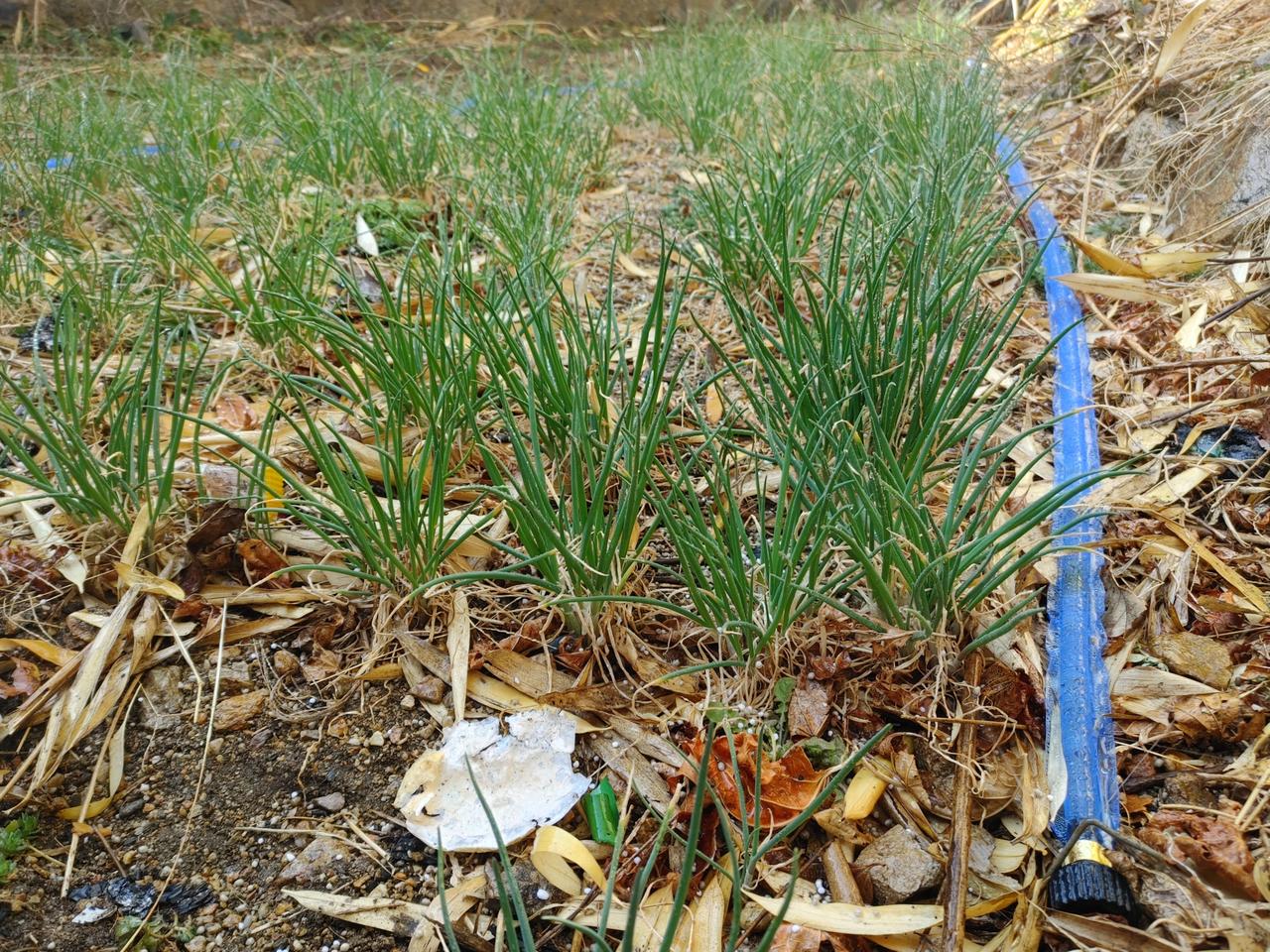 봄쪽파 해풍쪽파  흙쪽파