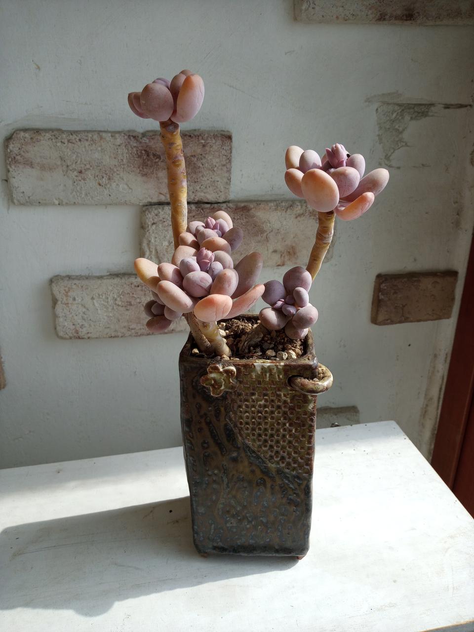 수제화분과 다육이