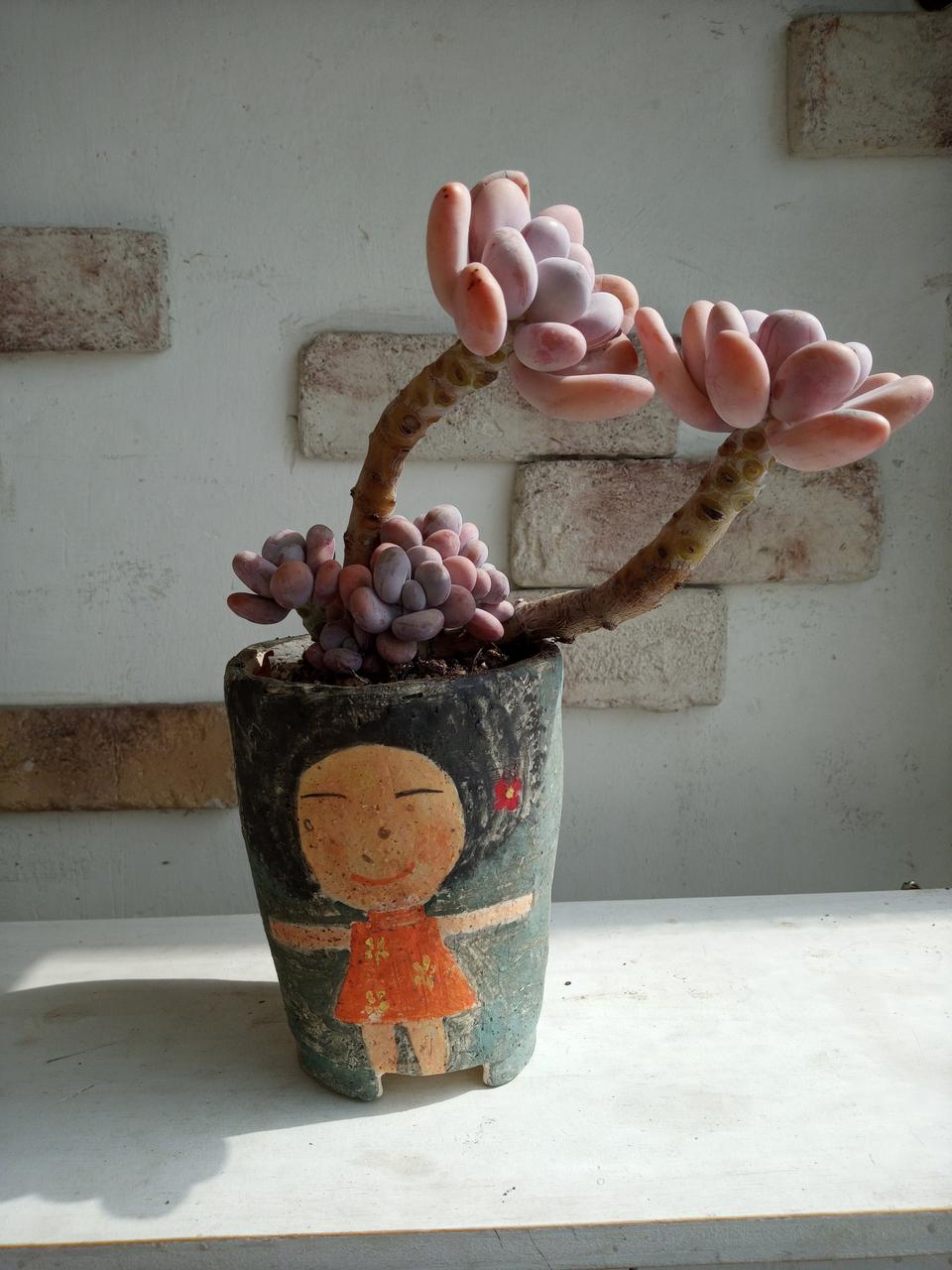 수제화분과  다육이