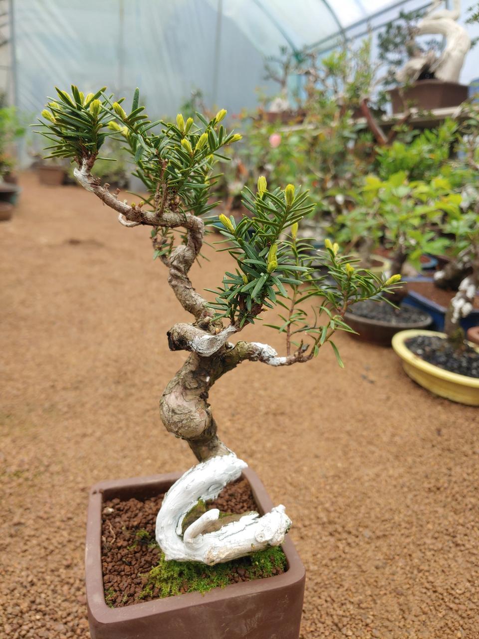 주목나무 분재2