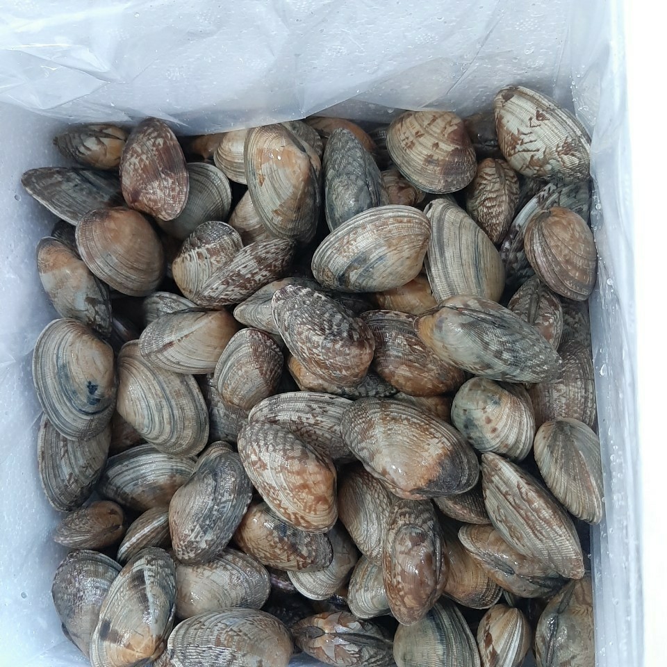 다이버가 채취한싱싱한 활바지락