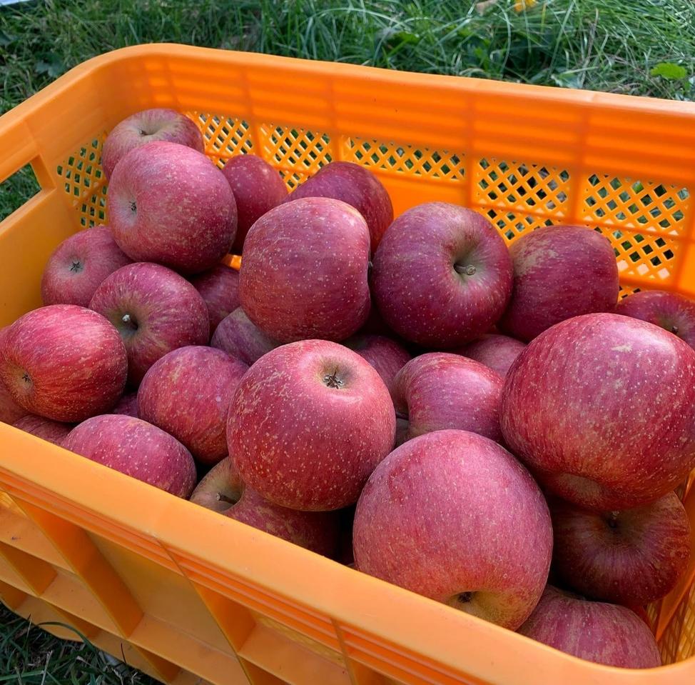 청송사과(부사)