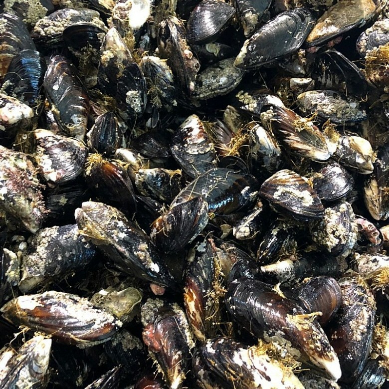 해녀들이 조업한 대담치2키로