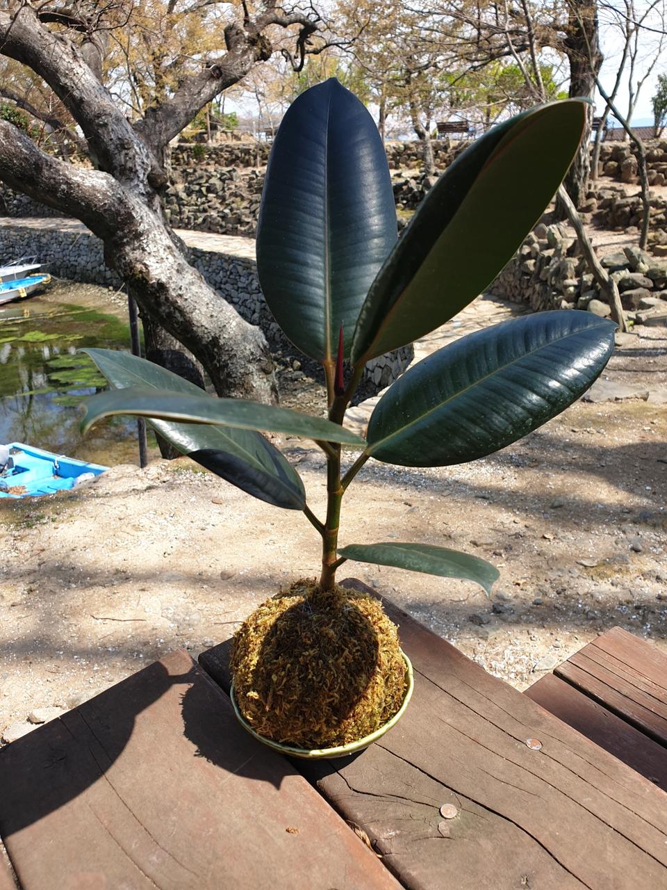 버건디고무나무 코케다마