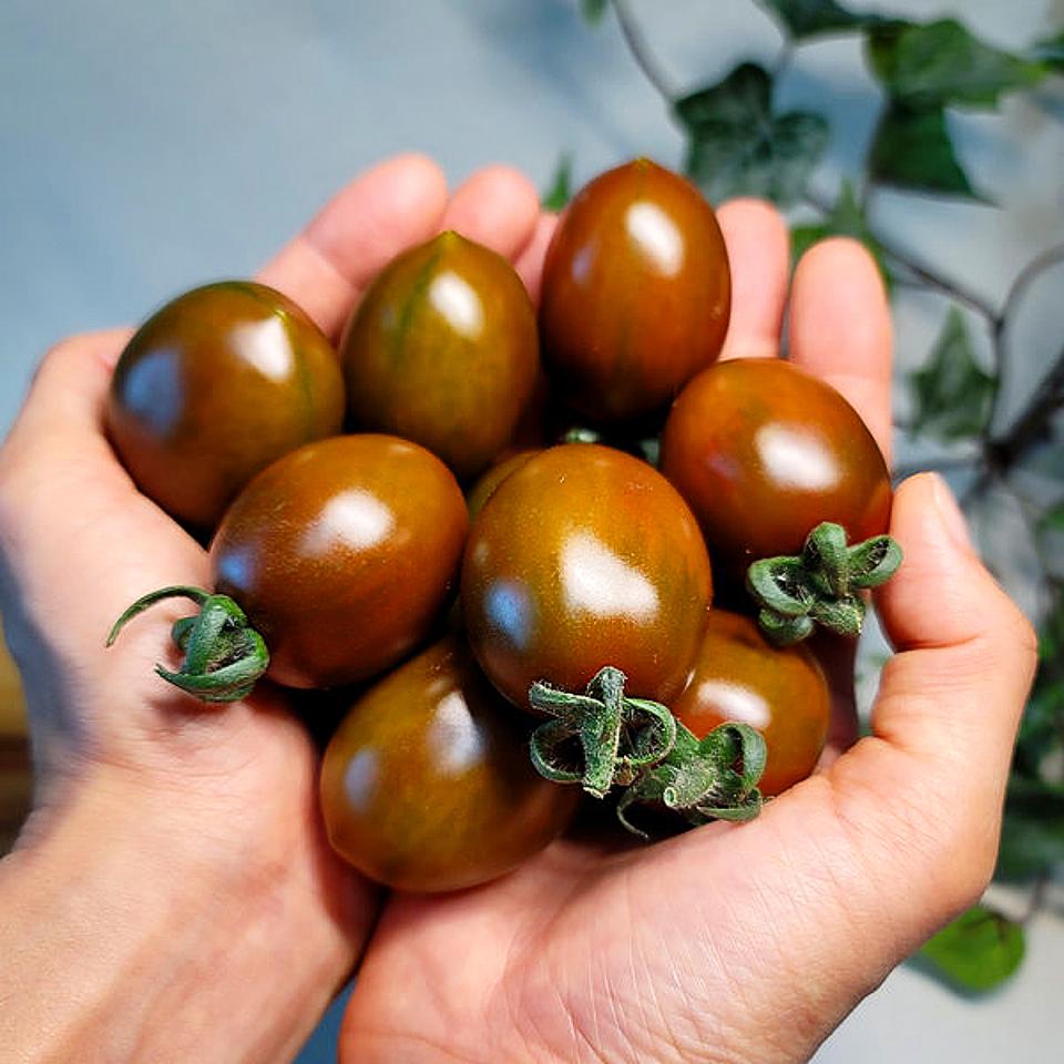 흑대추방울 토마토 2kg 25,000원 무료배송