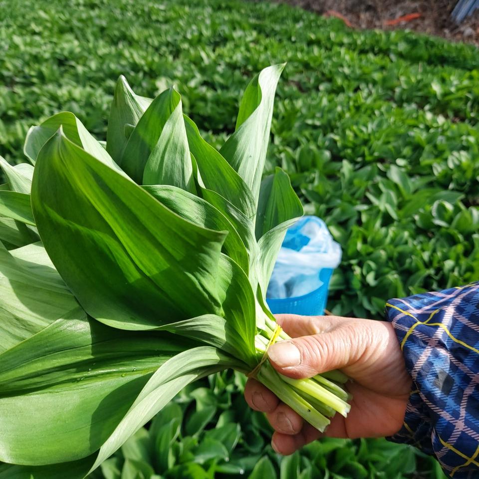 강원도홍천 줄기기명이나물 1Kg 1박스 17,900원 무료배송