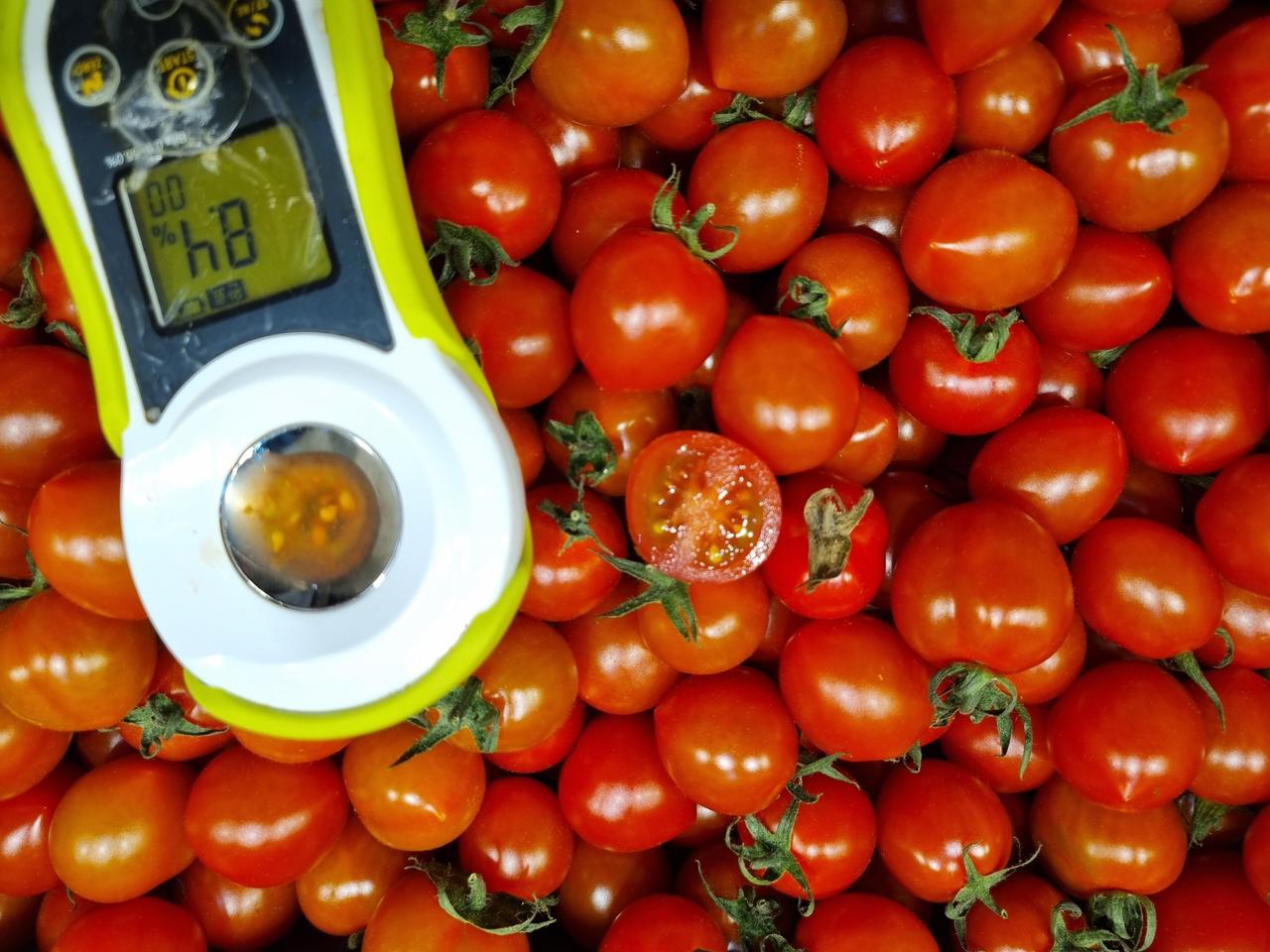 탱글탱글 맛있는 대추방울토마토5kg