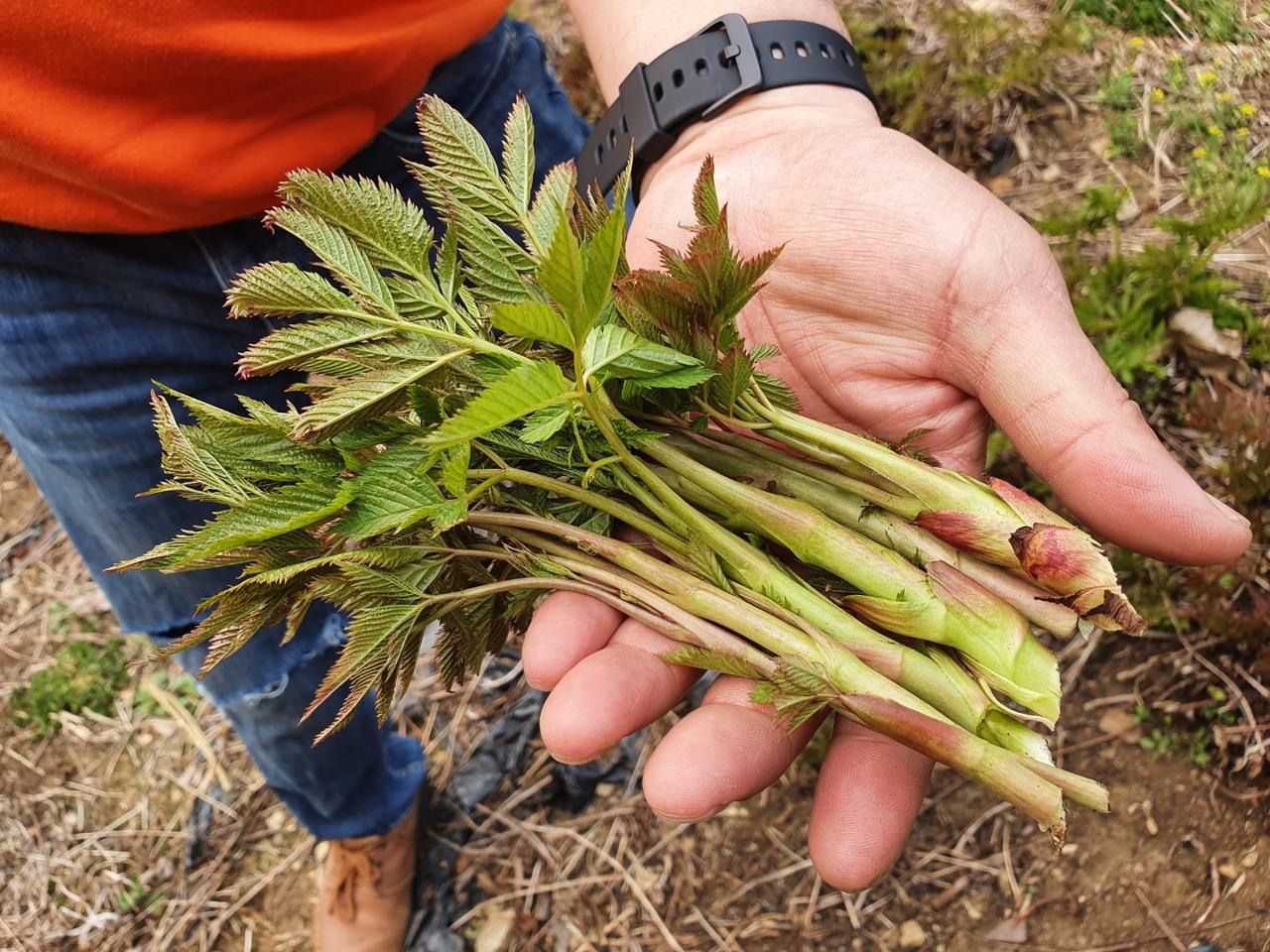 강원홍천에서 직접기른 눈개승마 2kg