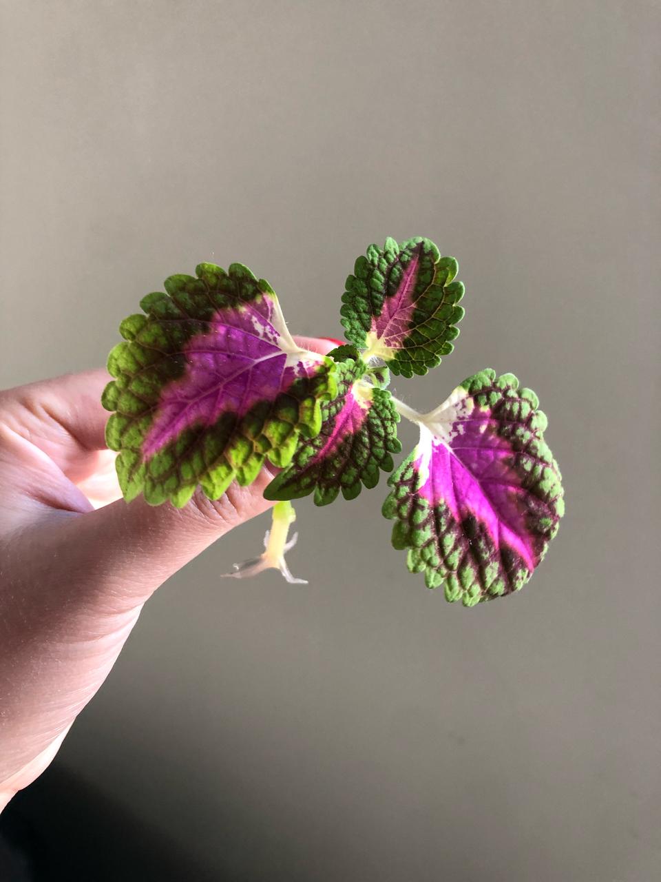 잎이  환상적인 콜레우스 워터멜론