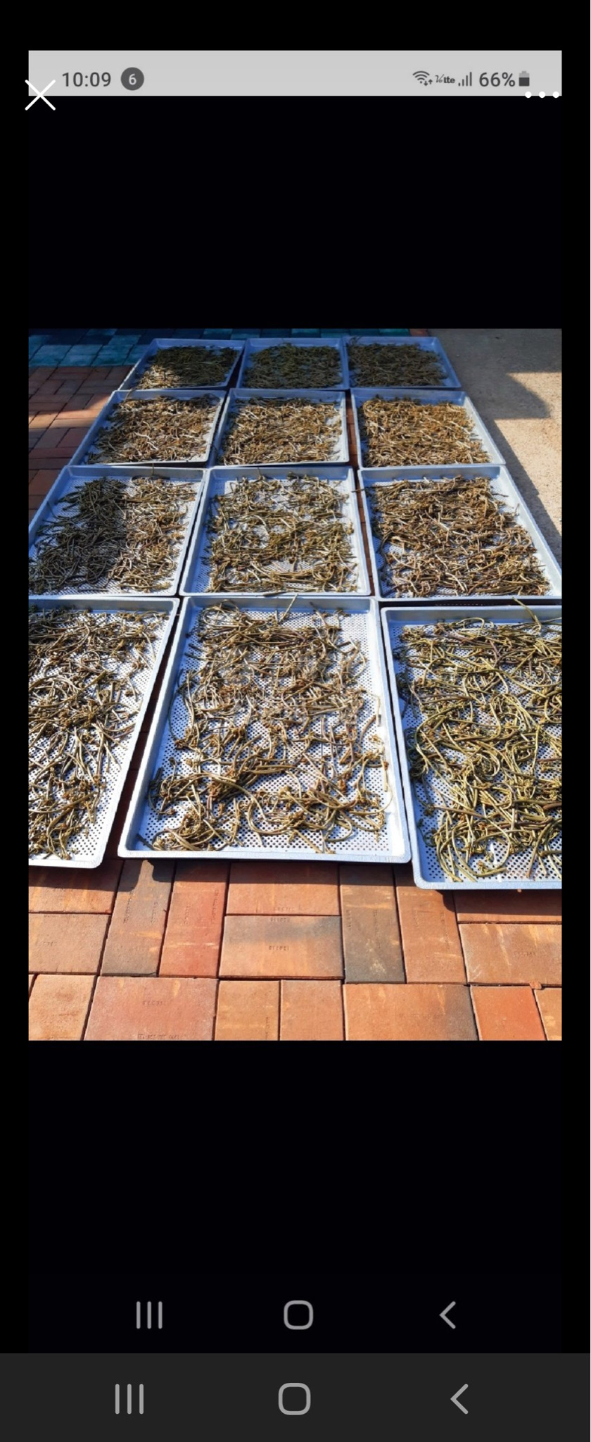 고사리 하동악양햇고사리 1키로