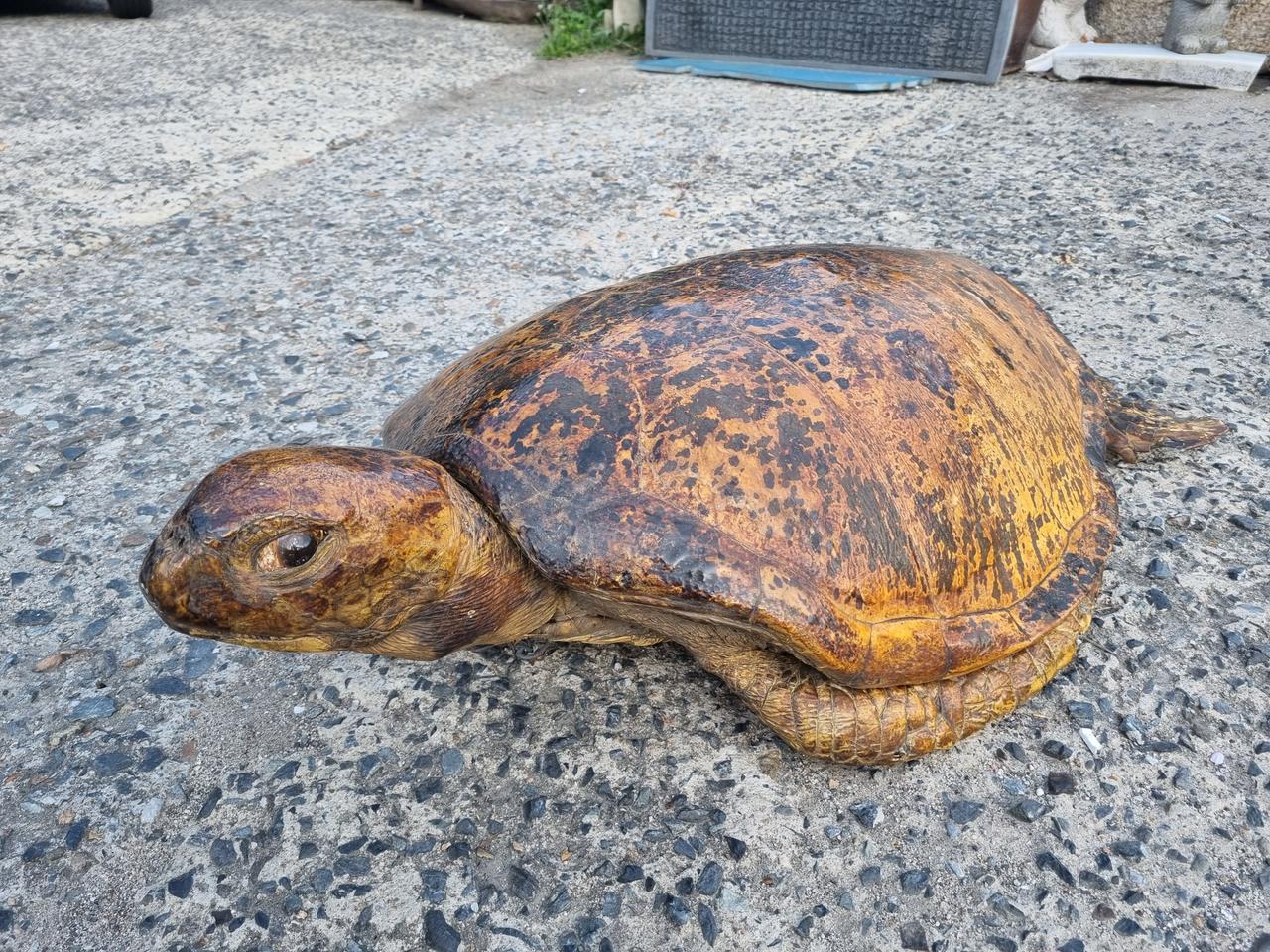 초대형 장수거북이 박제