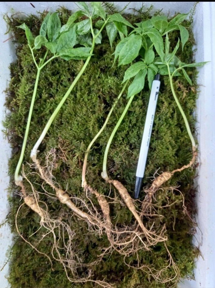 야생종(산삼씨) 씨종  산양산삼 20년근,15년근 특가