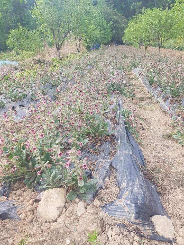 지황 종근.식용 판매합니다