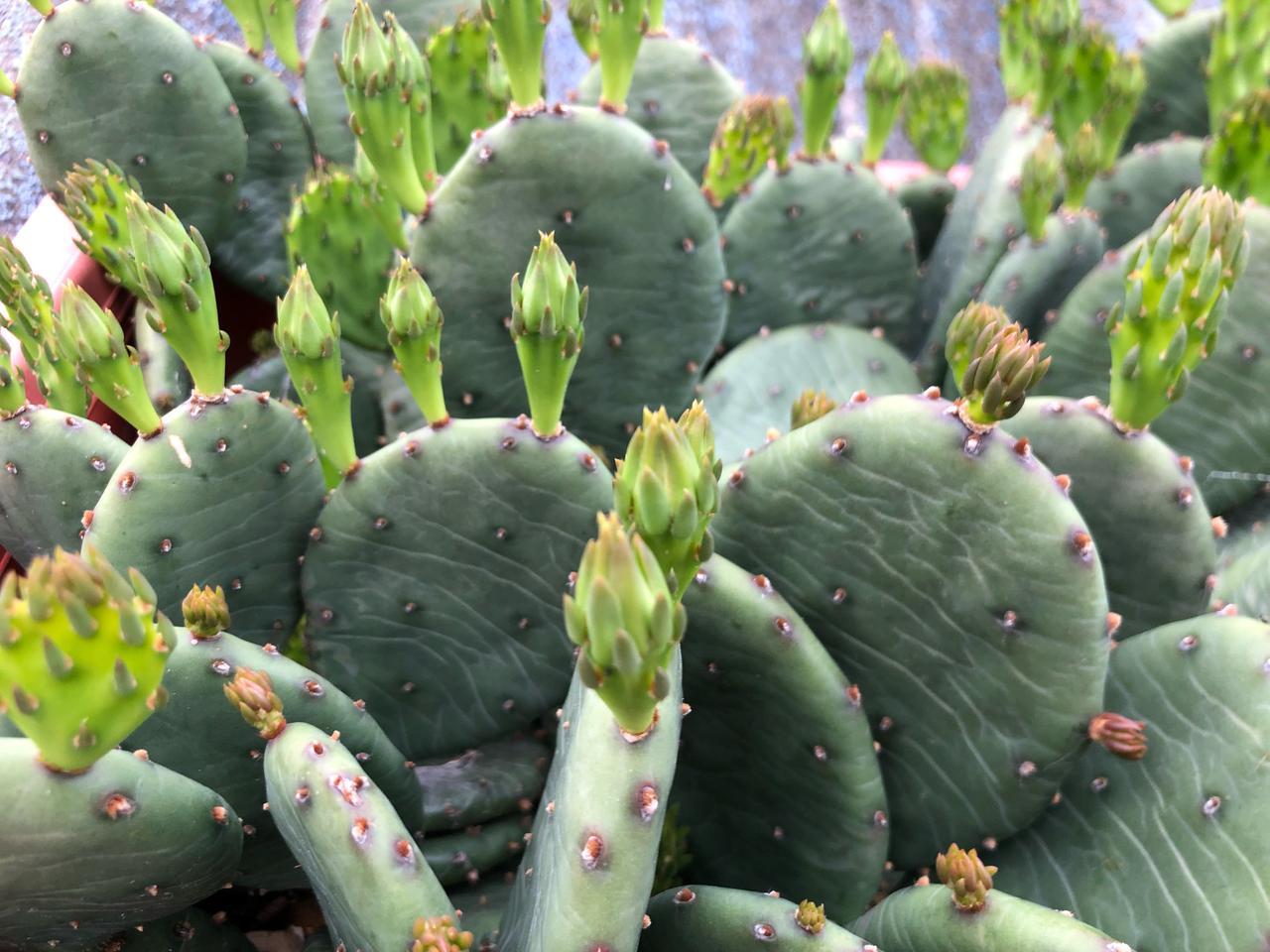 몸에 좋은 | 키우기 편한 | 반려식물 | 식물 | 백년초 판매합니다.