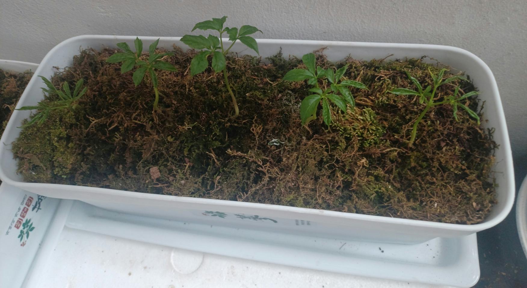 산양산삼 화분 (기르시고  드시고) 키우시는 재미 (서울직거래)