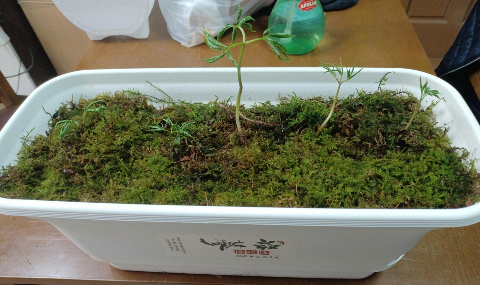 산양산삼  화분 (키우시고  드시고) 부모님 효도선물