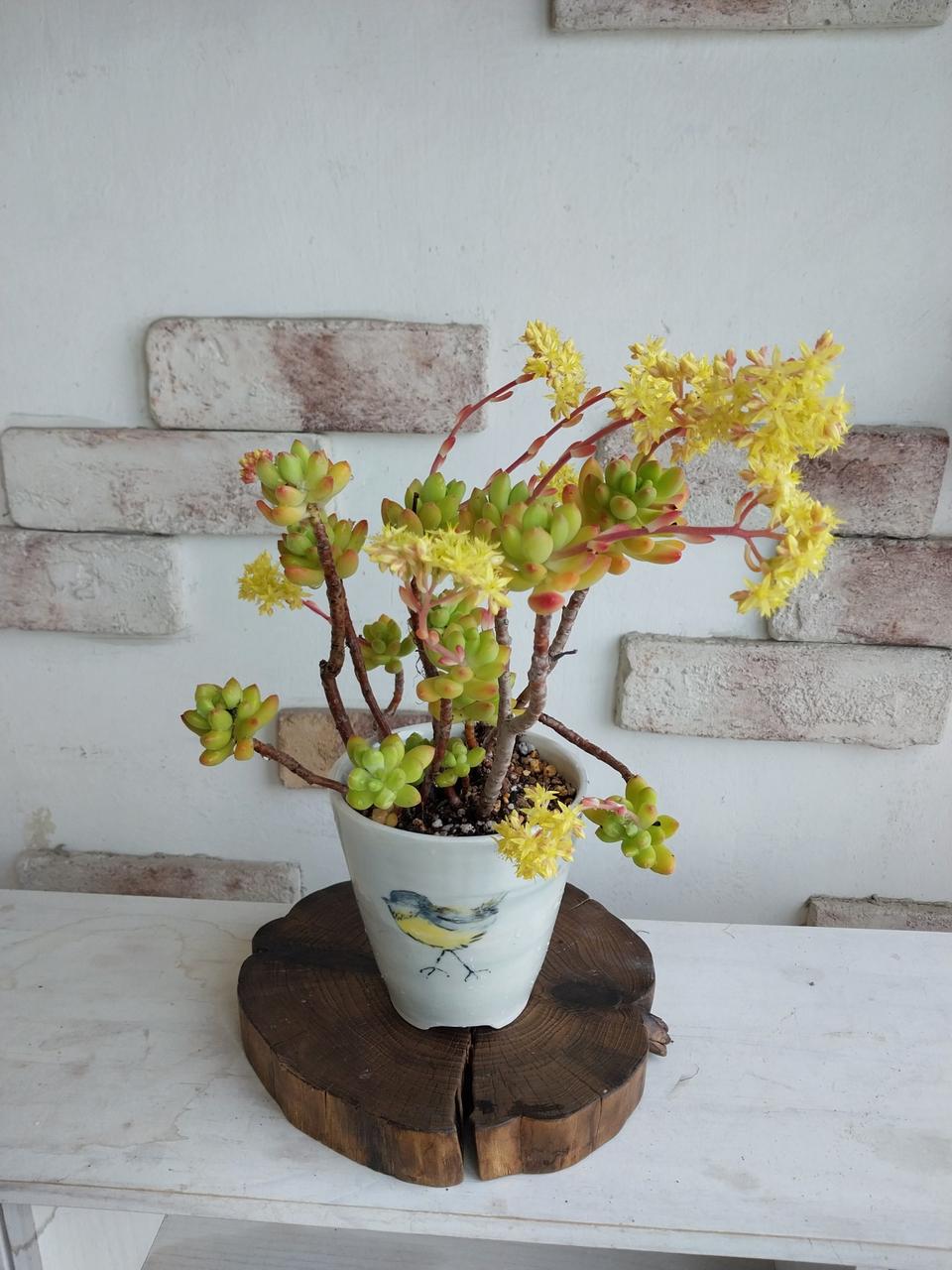 도자기화분과 다육이