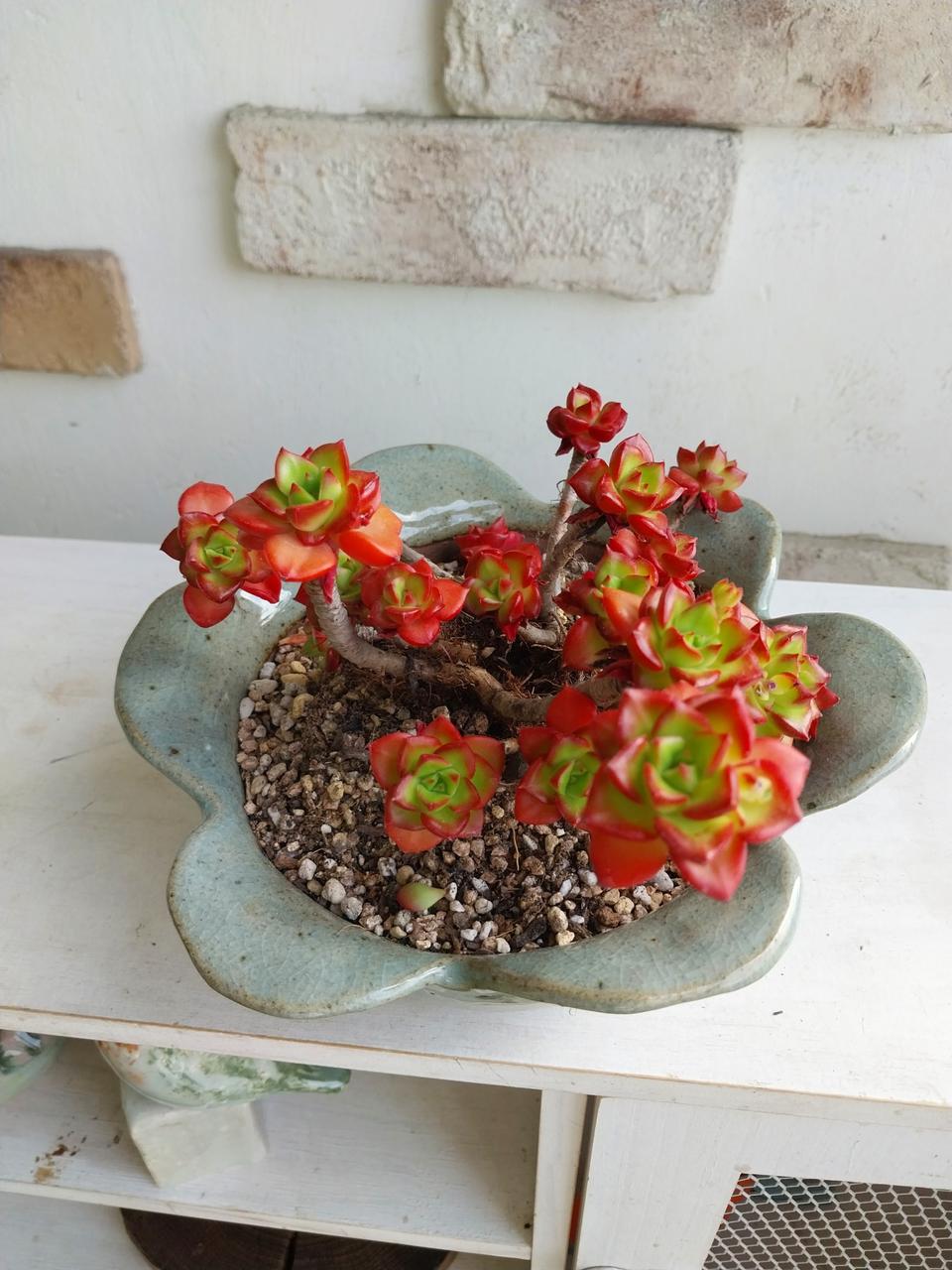 꽂모양화분과 다육이