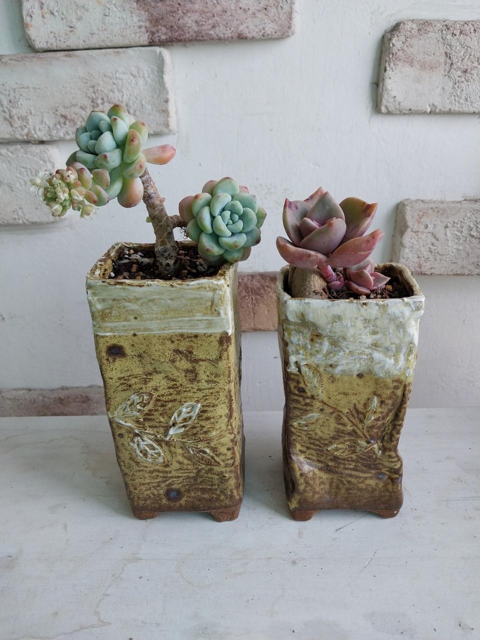 긴 사각화분과 다육세트