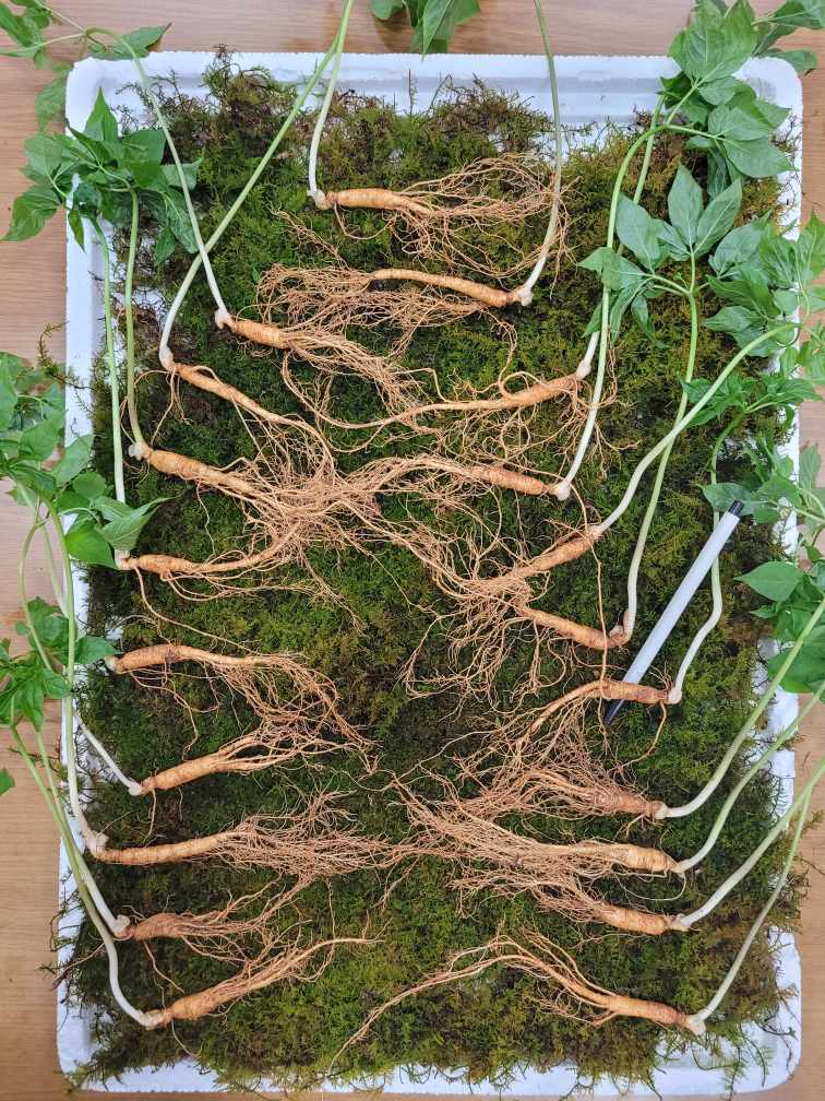 산양산삼 6~7년근 10뿌리 + 산양산삼화분 (심의시고 드시고)