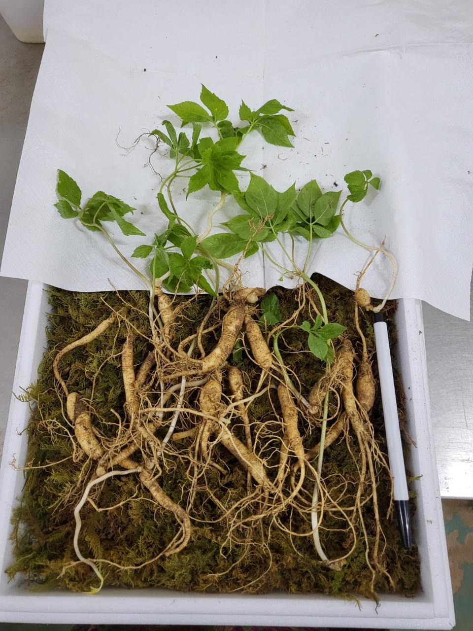 산양산삼  6년근 못난이 전국 최저가  뿌리당 2천원