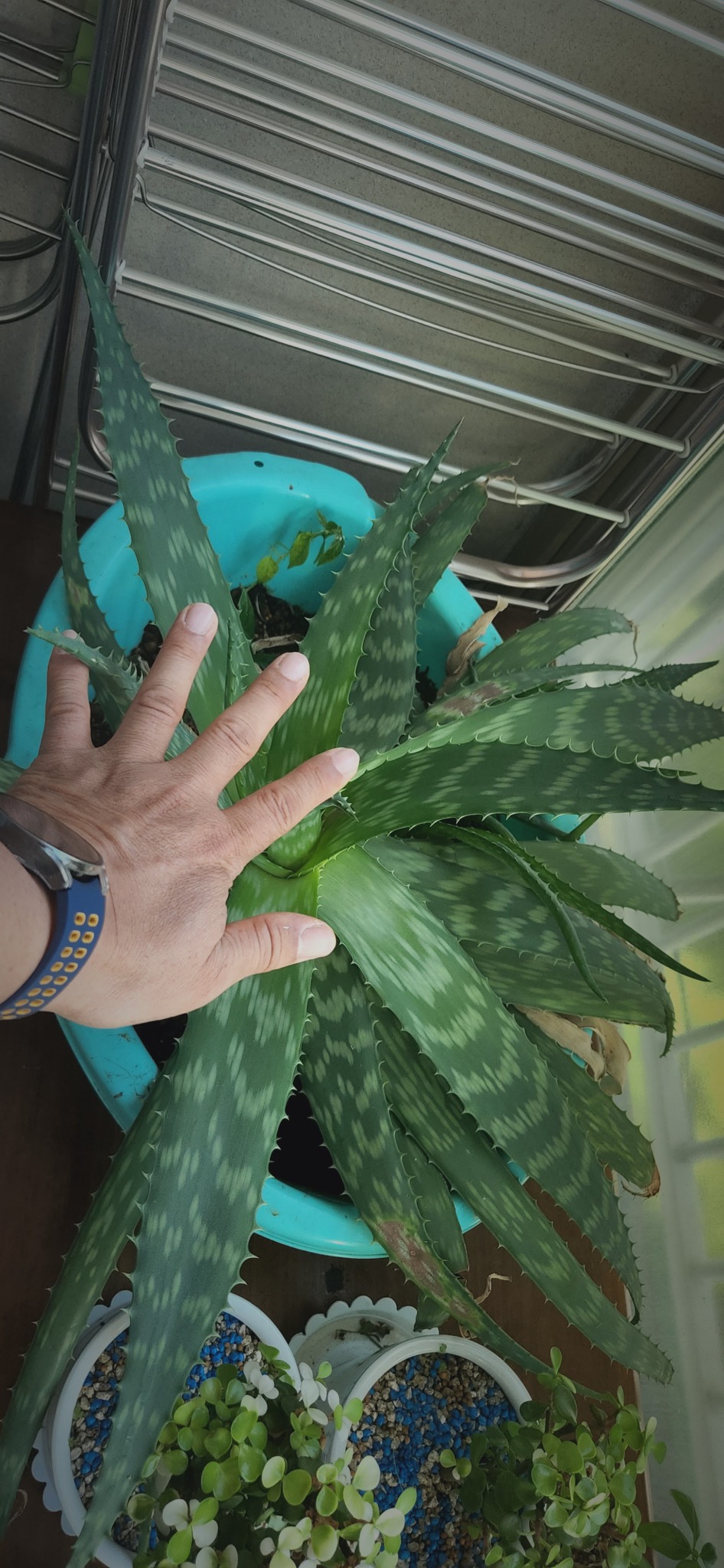 알로에 사포나리아