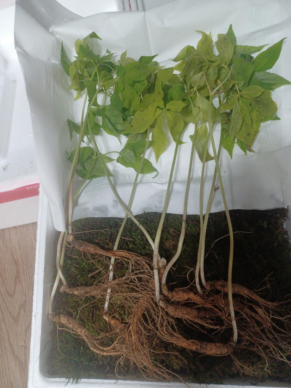 산양산삼 6~7년근 10뿌리 + 4~5년 산양삼 20뿌리  합30뿌리