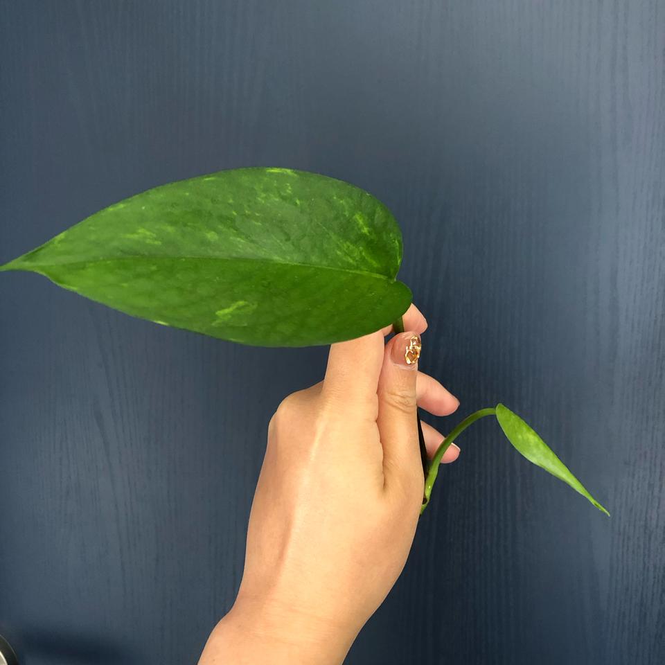 건강한 수경재배 스킨답서스 키우기 정말 쉬워요