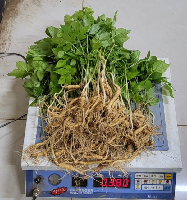 산양산삼 5~6년근 정삼(무농약합격증)  뿌리당  2천원  특가
