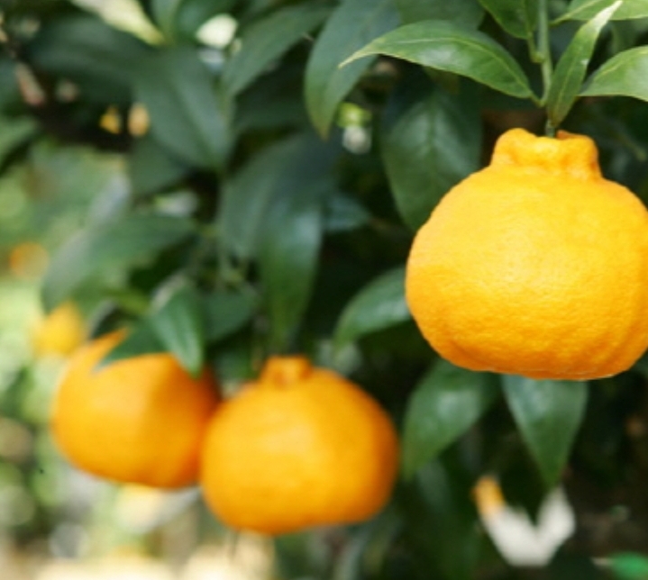 한라봉 나무 묘목 2년생 3년생