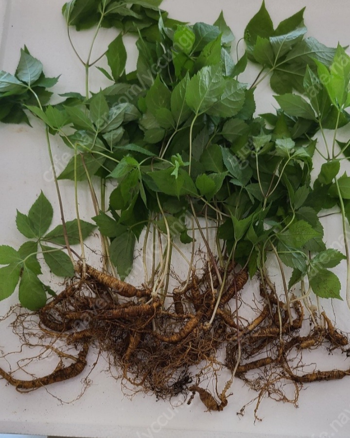 10년 못난이 25뿌리  , 7년  못난이   100뿌리(자연방치 씨삼)