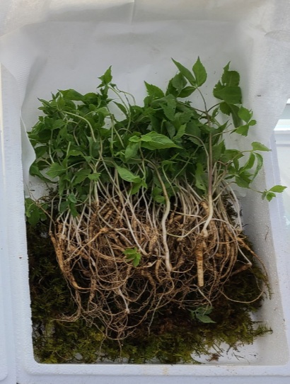 산양산삼   씨삼 (자연방치) 7년근  소삼  50뿌리+새싹삼 20뿌리