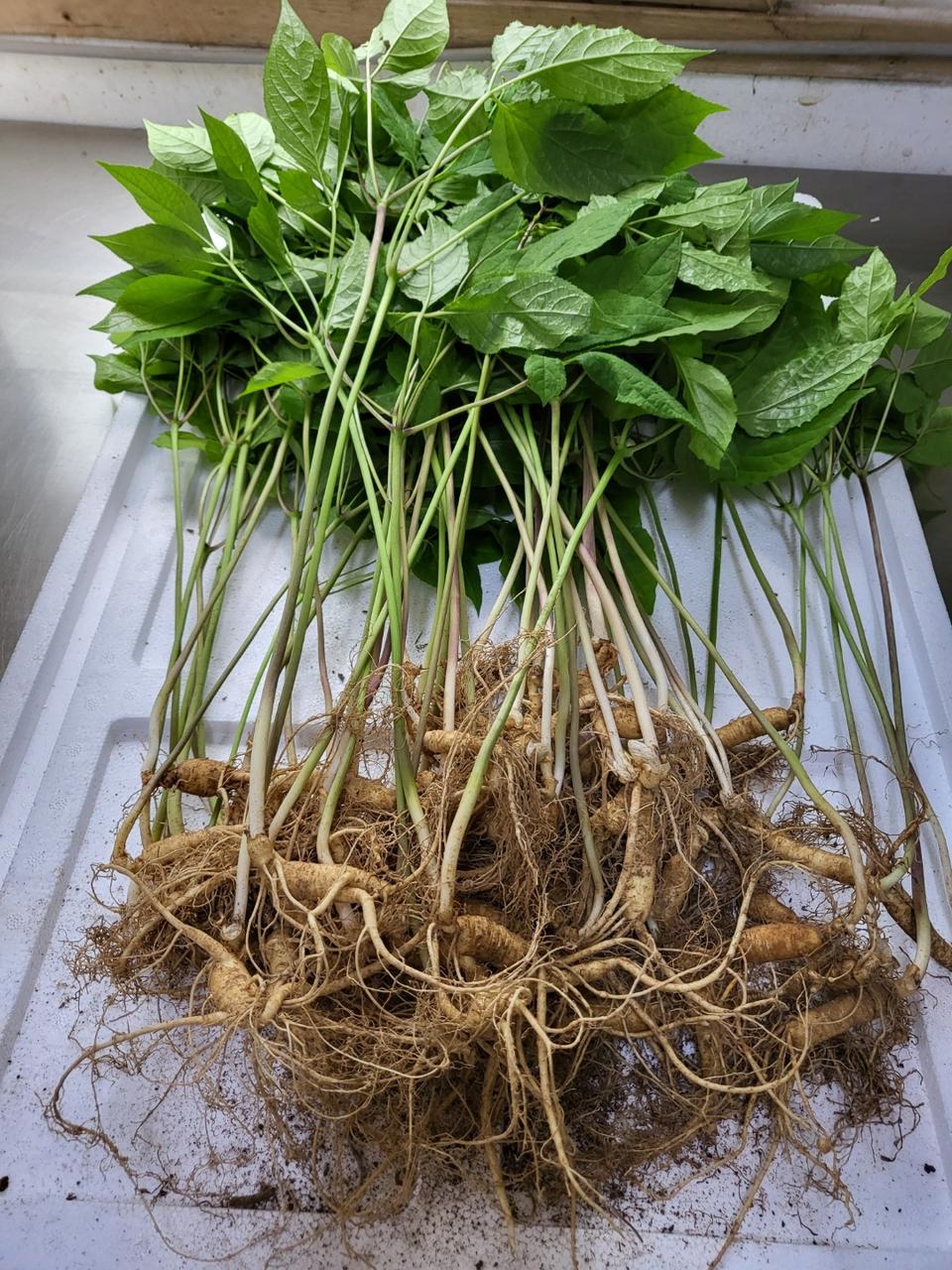 산양산삼6~7년  정삼 10뿌리