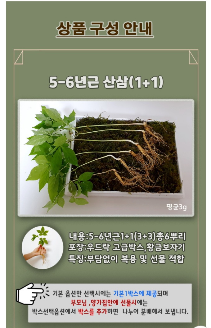 산양산삼 여름맟이  특가  5~6년근  20뿌리