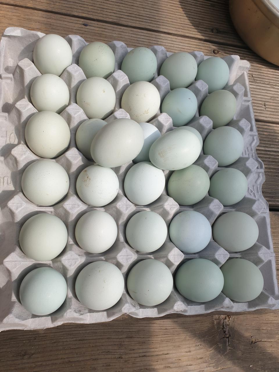 청계란30개17000원