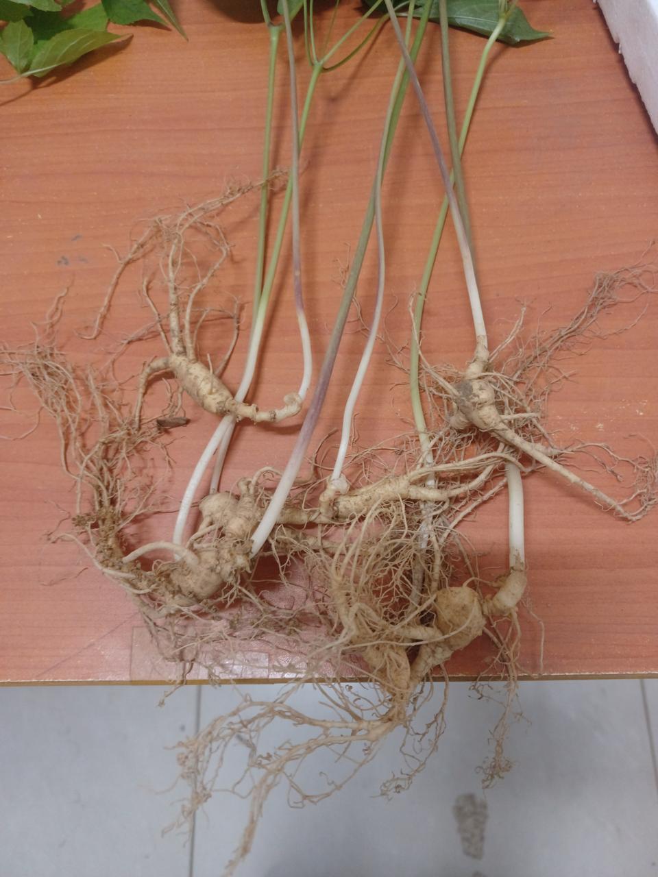 산양산삼 7~8년근  왕대자(뿌리 15그람 내외)  10뿌리 특가