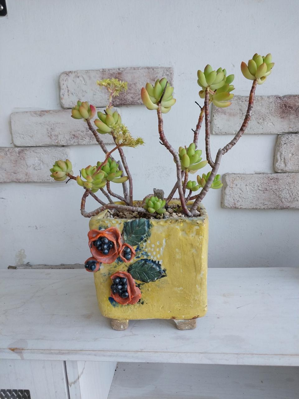 도자기 화분과 다육이