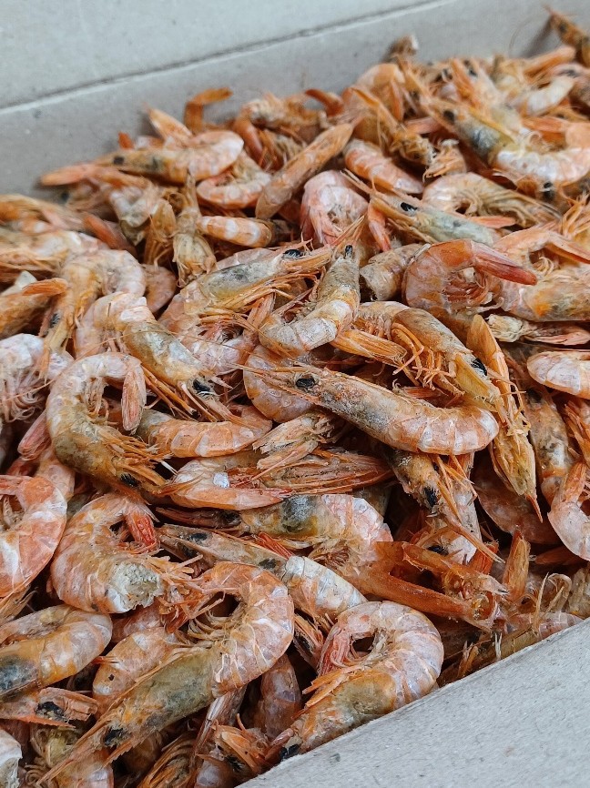 국내산 국물용 다시용 햇 건새우