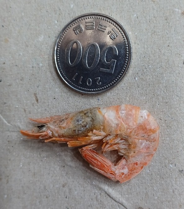 국내산 국물용 다시용 햇 건새우