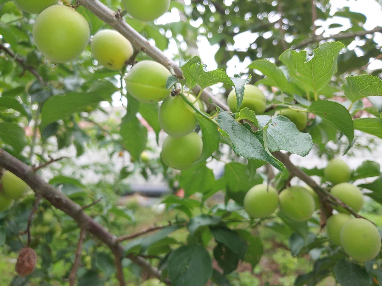 황 매실 11kg 30.000원에 판매합니다.