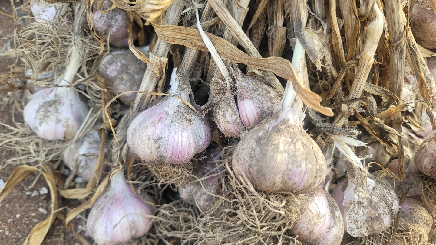 한지형 육쪽 햇마늘 판매합니다