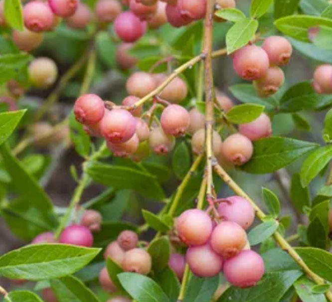 핑크 블루베리 핑크레모네이드