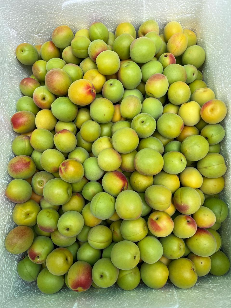 홍매실 주문받습니다