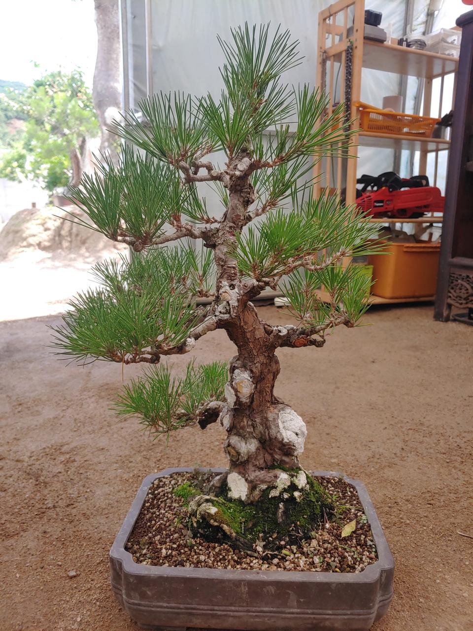 소나무 해송 작품분재