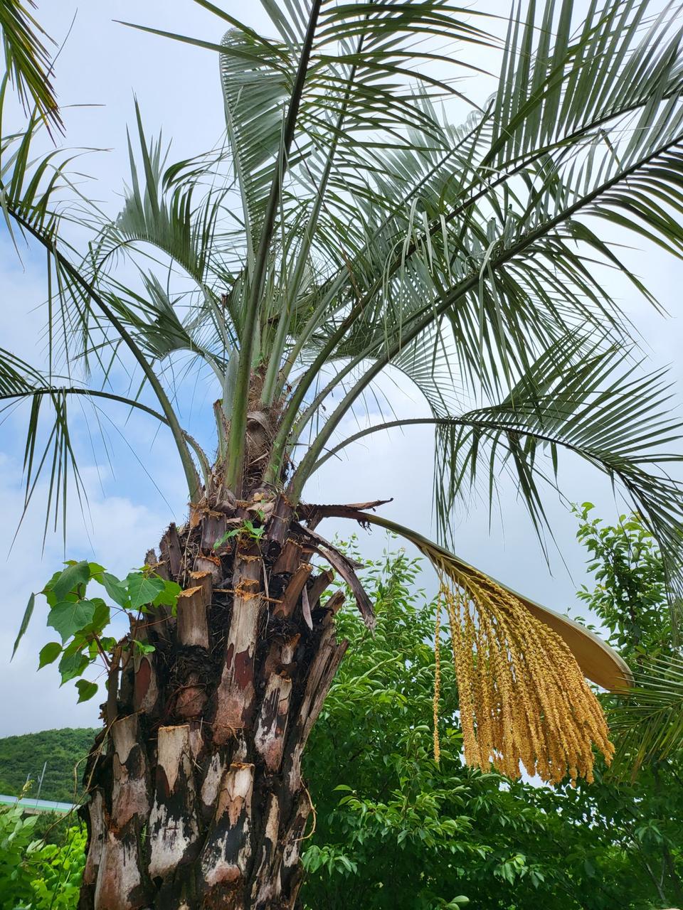 카페,전원주택,팬션,호텔,골프장 야자수나무