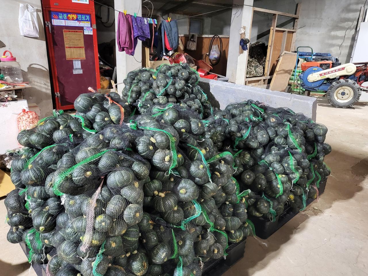 해풍맞은 미니단호박 보우짱 GAP인증