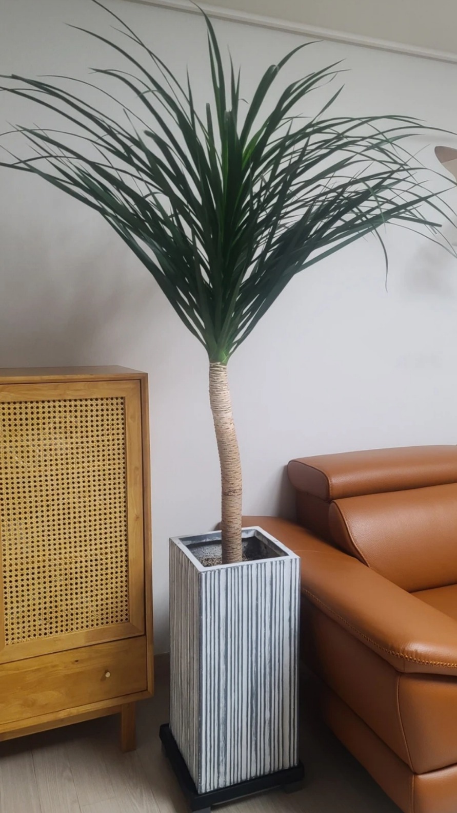 드라코식물+화분+화분받침대