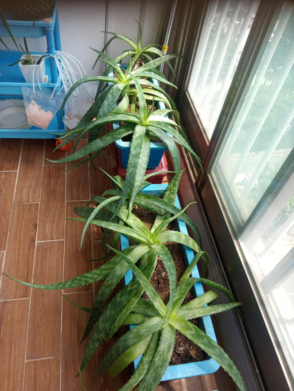 알로에(사포나리아)