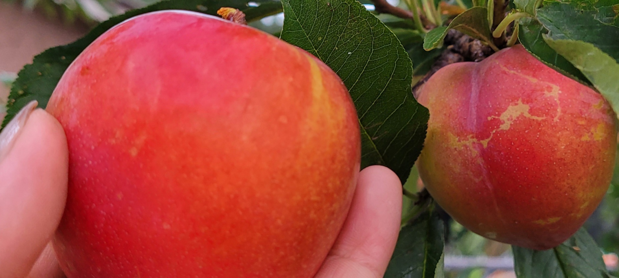 찐맛있는 후무사자두 소
